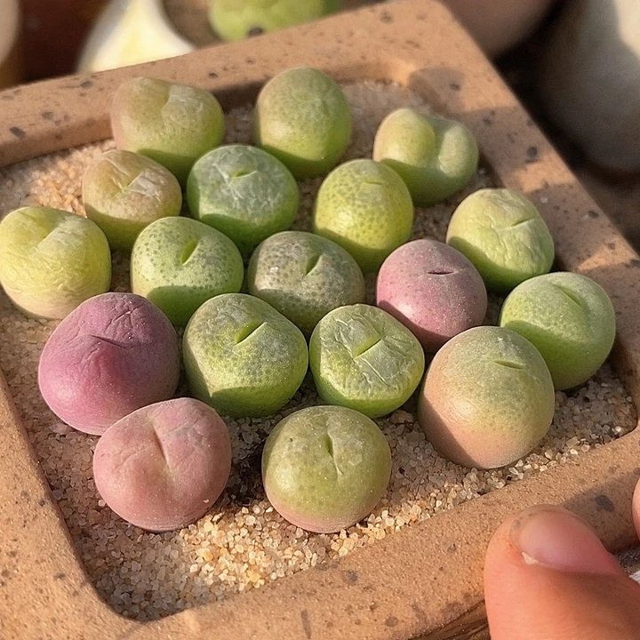 翠星一颗