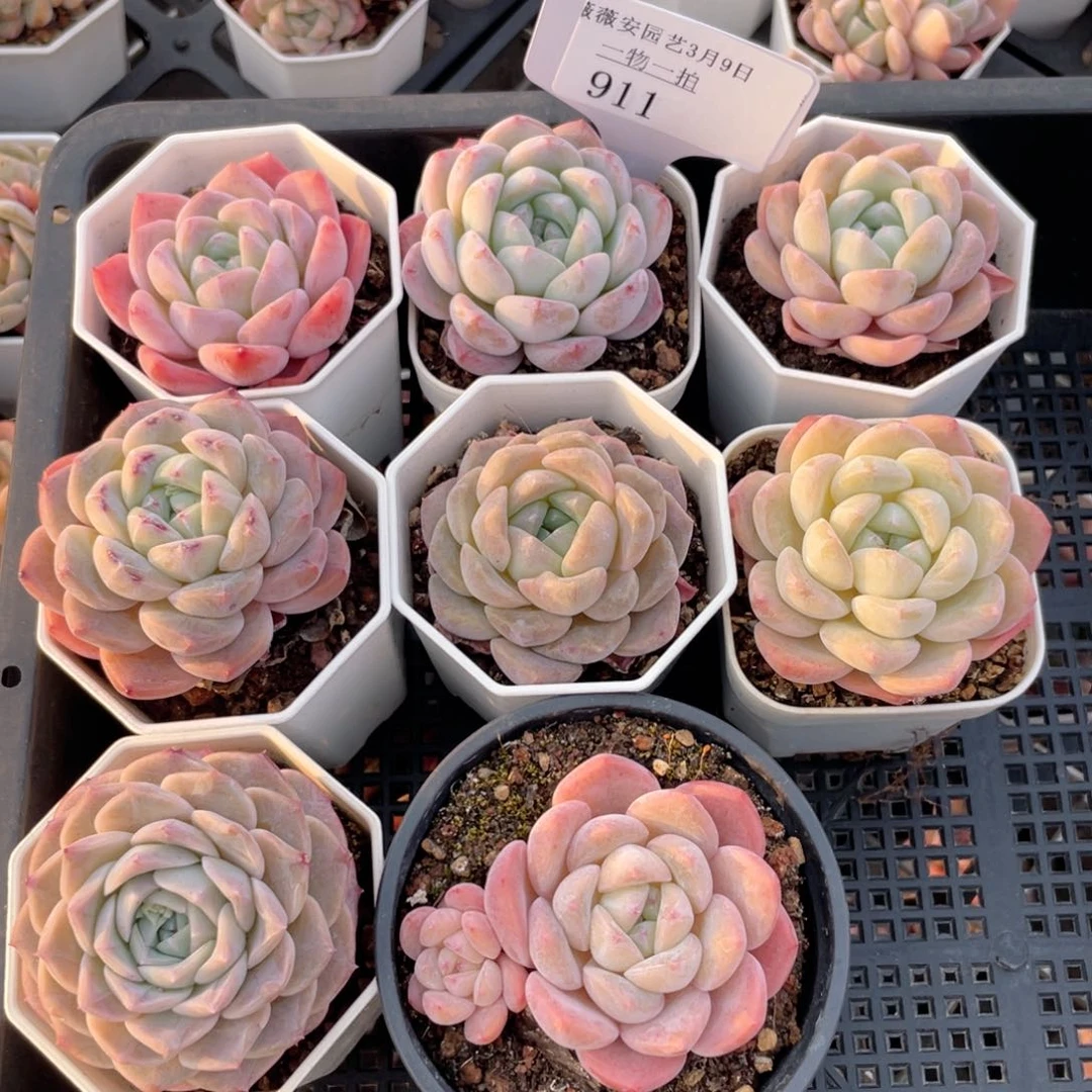 薇薇安园艺多肉911