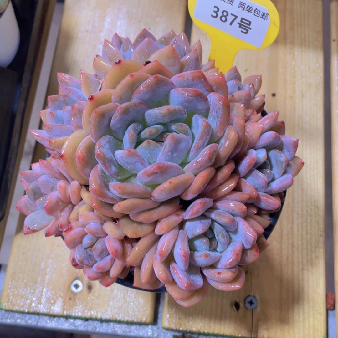 387号 捧花母本大韩橙群