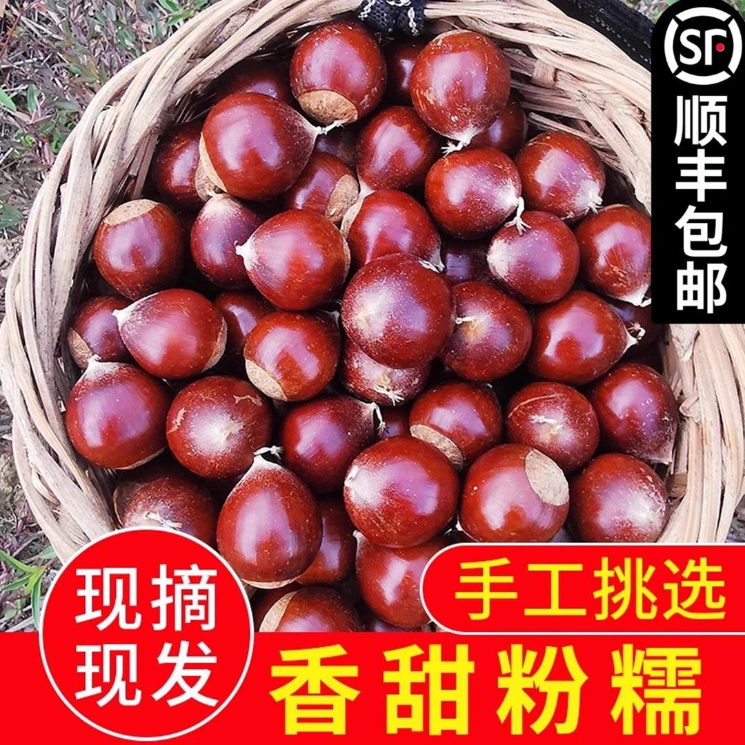 2025年福建建瓯锥栗板栗生新鲜油栗高山农家现摘栗子生1/2/3/5斤