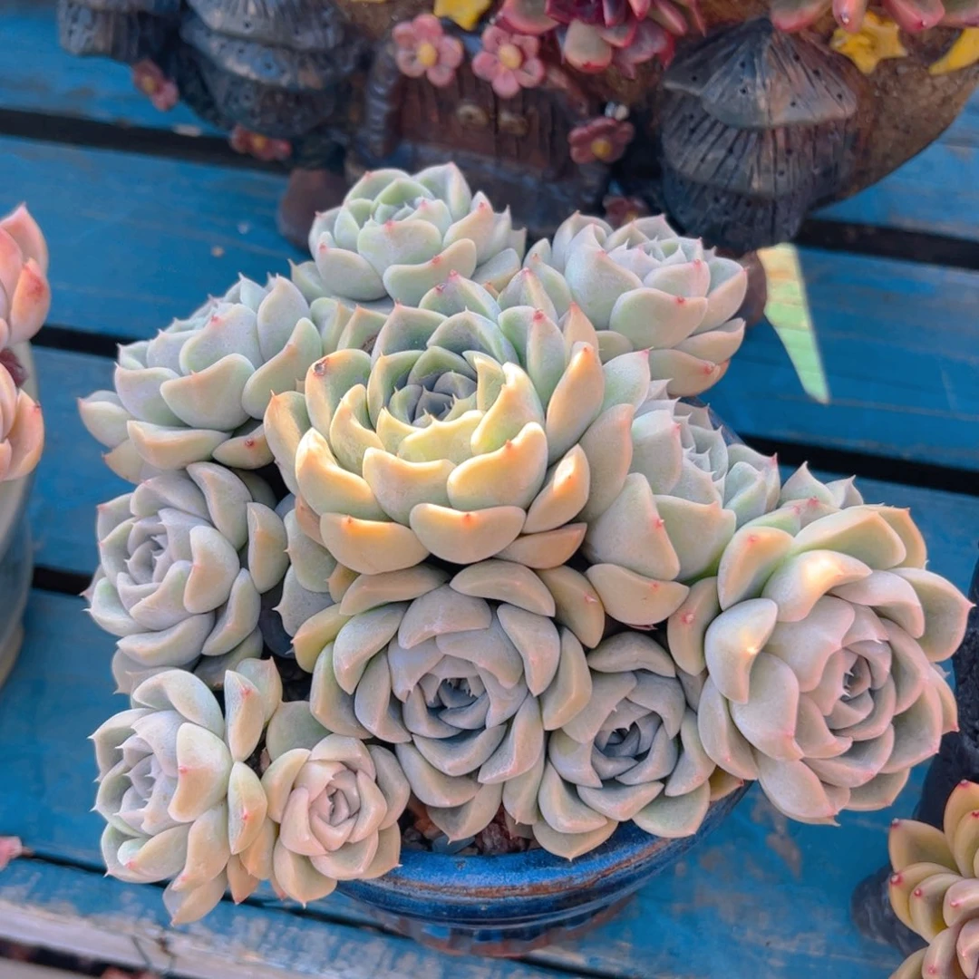 静***️多肉植物保护研究所所长的