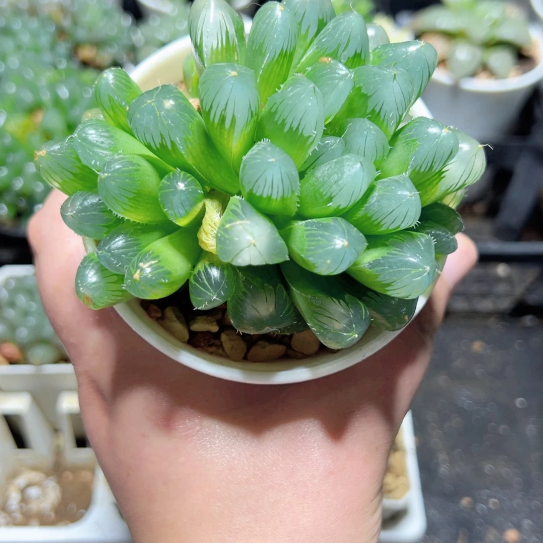 童***e3682多肉植物一颗