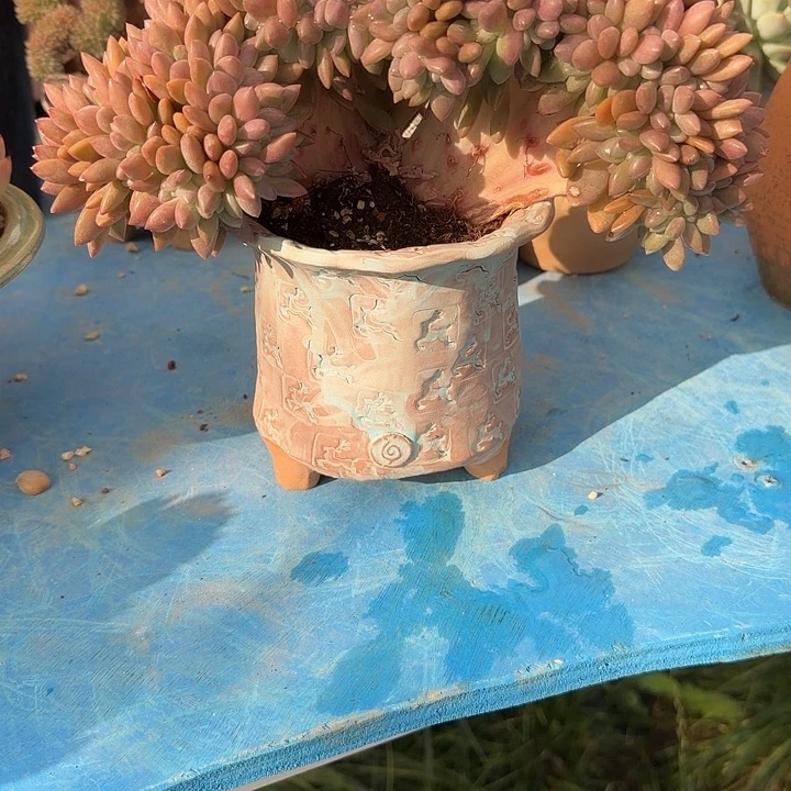 ****l带盆发货哈哈哈哈哈哈哈