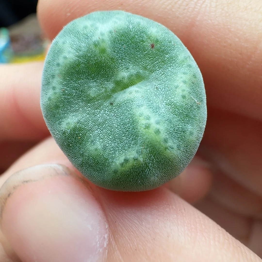 多肉植物福利风铃绿豆糕150