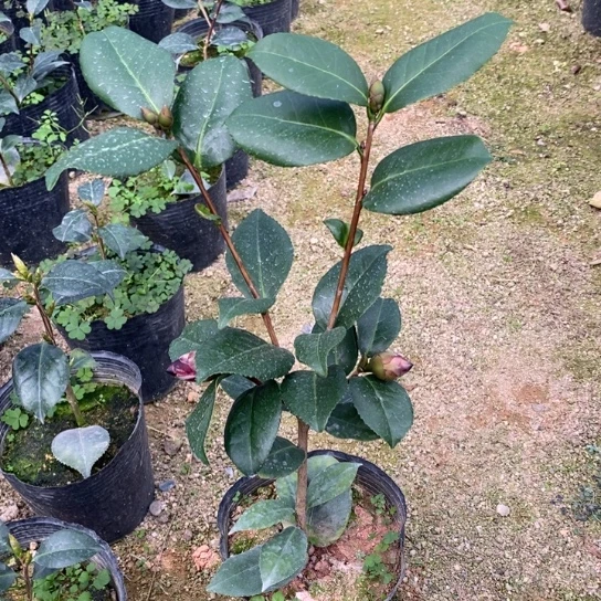 当前无花栽培后可以开花