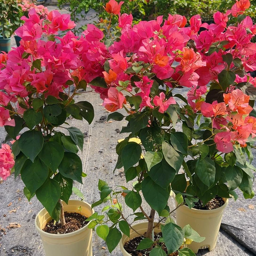 大部分花苞少量开放暗夕带竹一棵