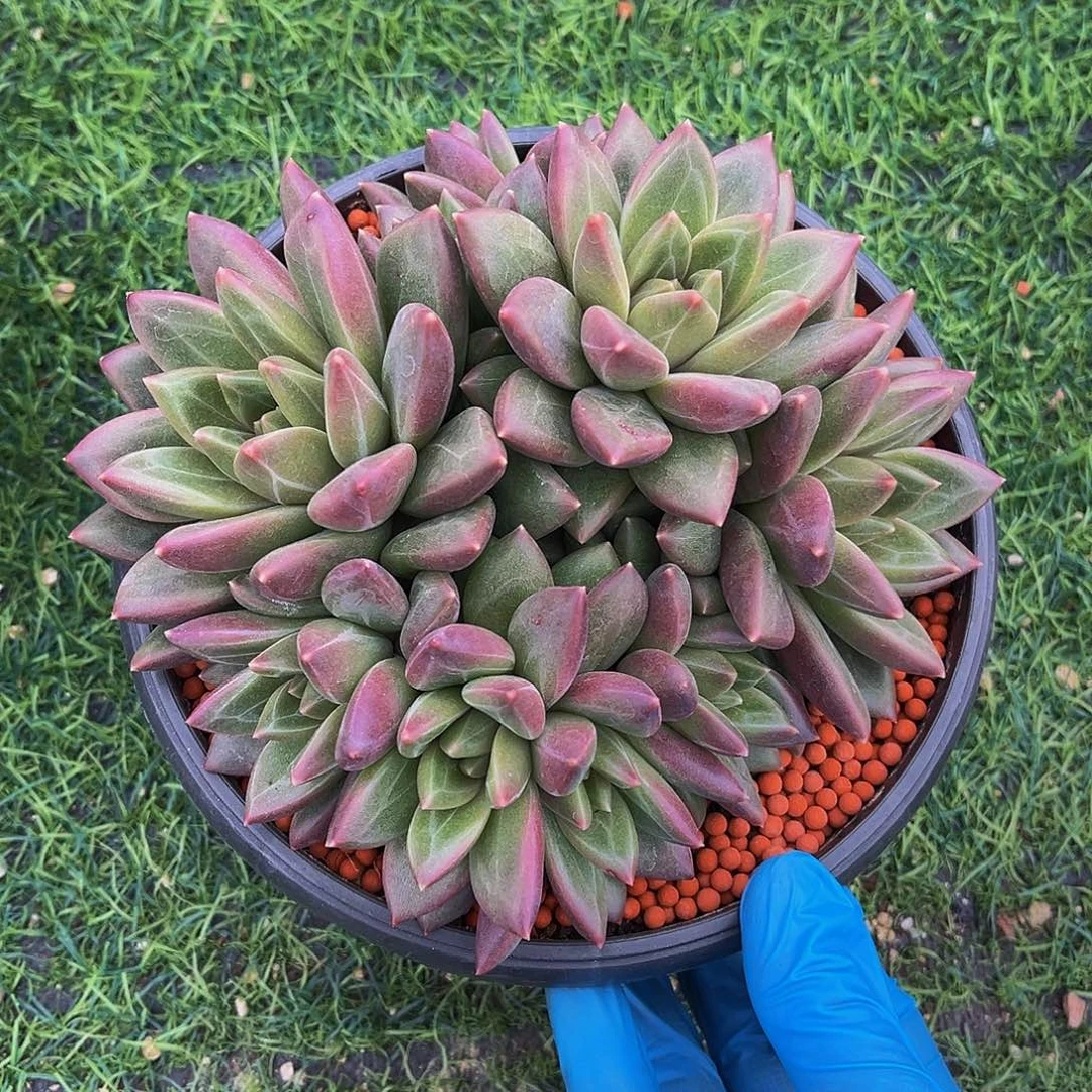 迷雾泡泡一物一拍