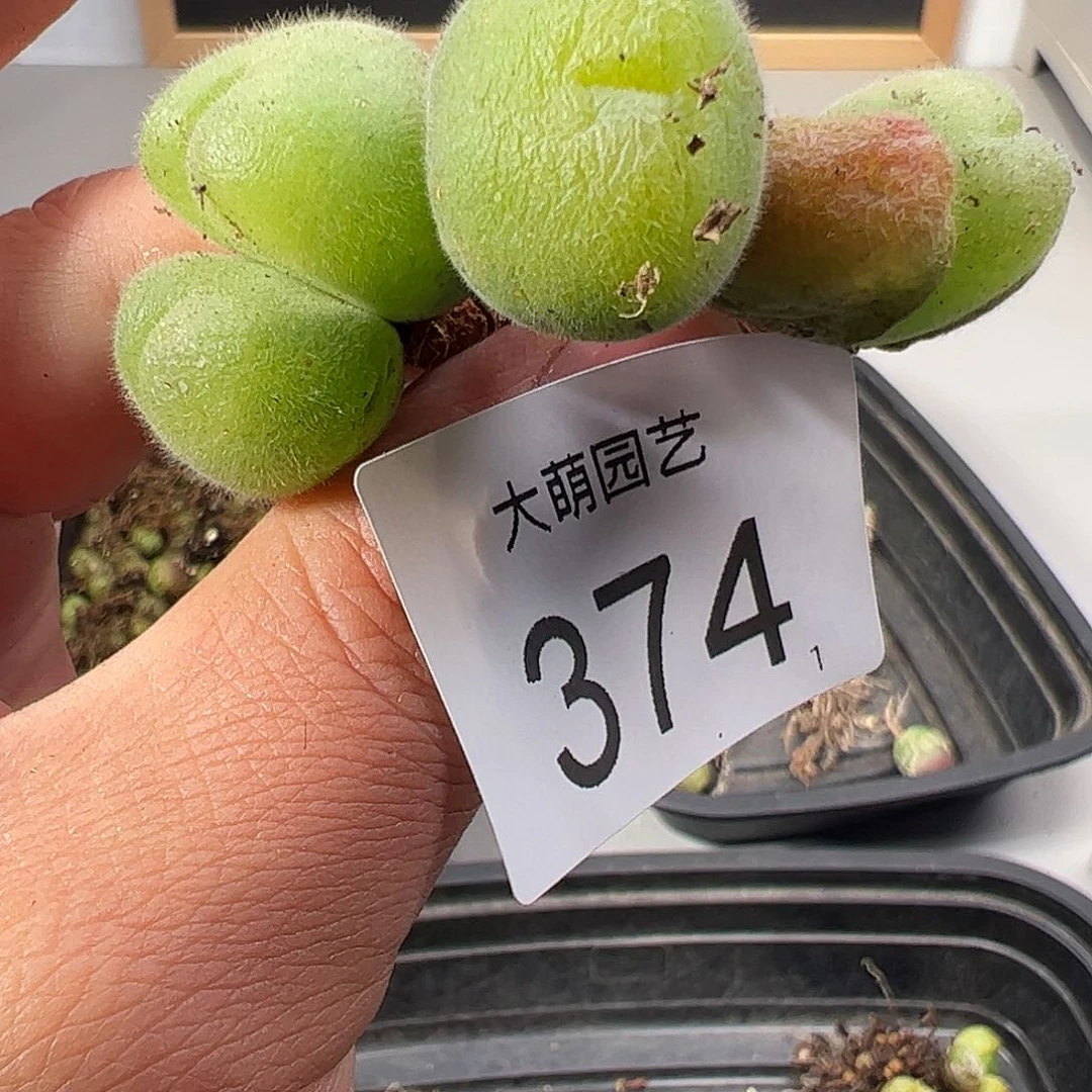 0000374 一物一拍……