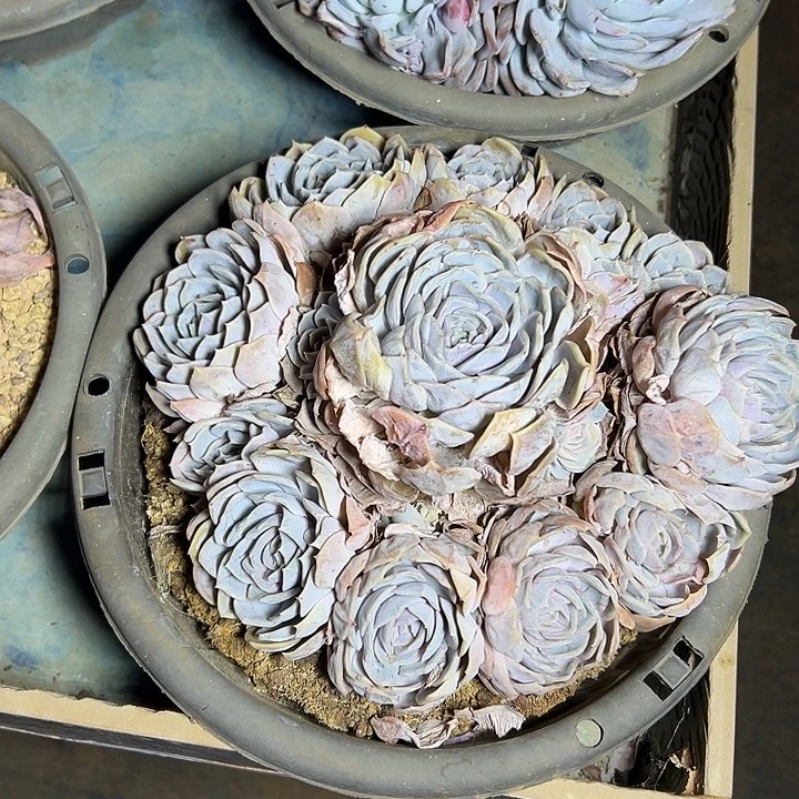 蓝色惊喜手捧群生