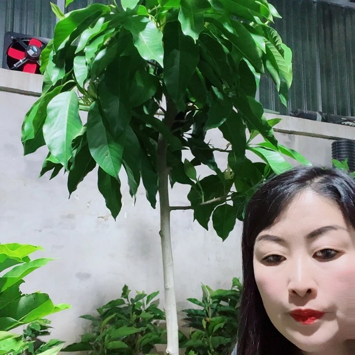 无花朵白兰花是真的好看