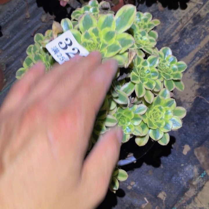 保时捷多肉植物329
