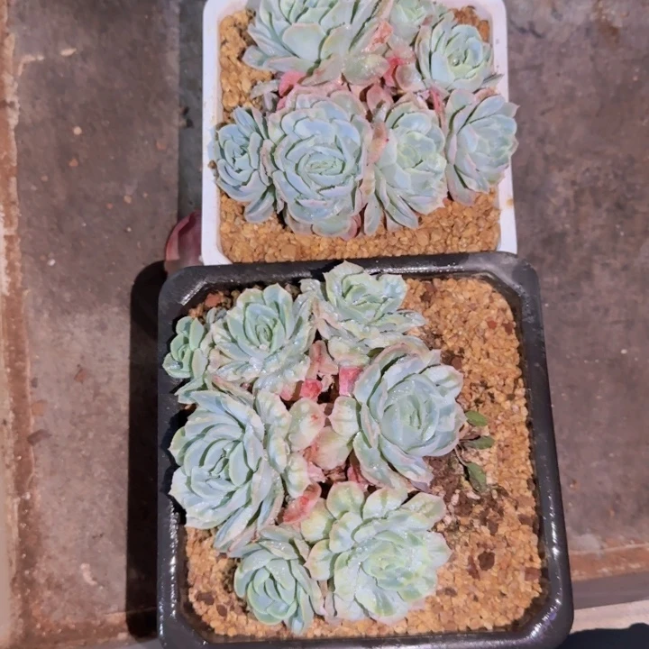 徽****云泡泡纱裙一物一拍关姐