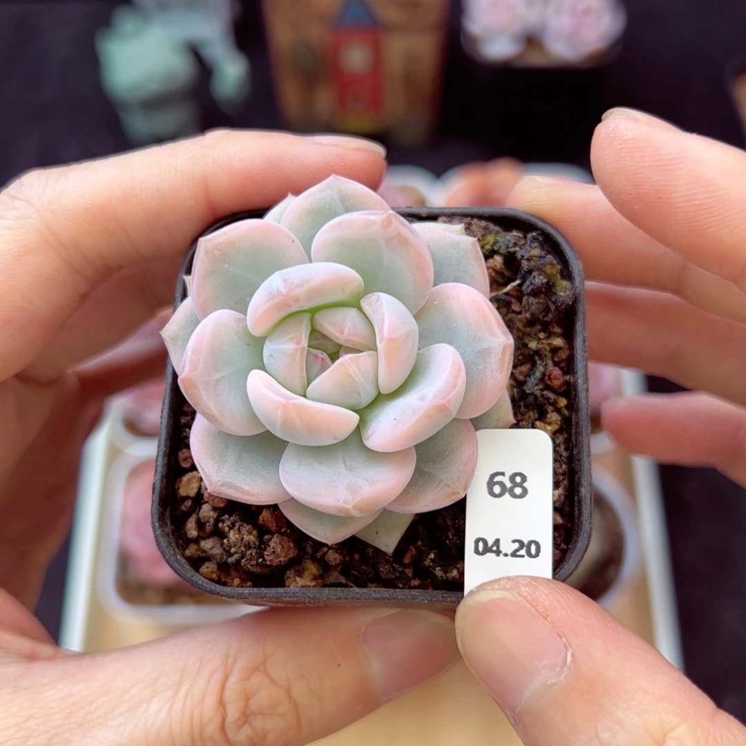 肥*桑星影锦68、哈哈哈哈