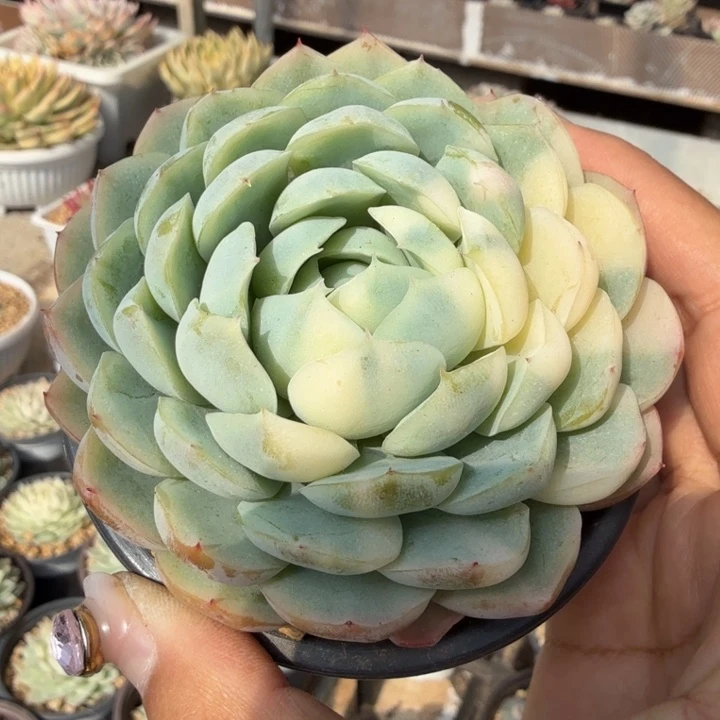 冰梅锦花脸锦一颗的