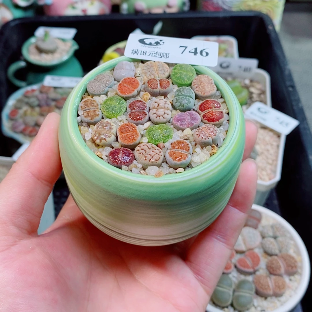 生石花花花花花746