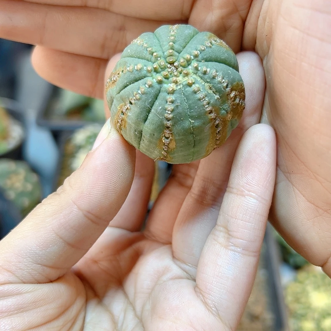 晚30号根芽布纹球带锈3.5公分