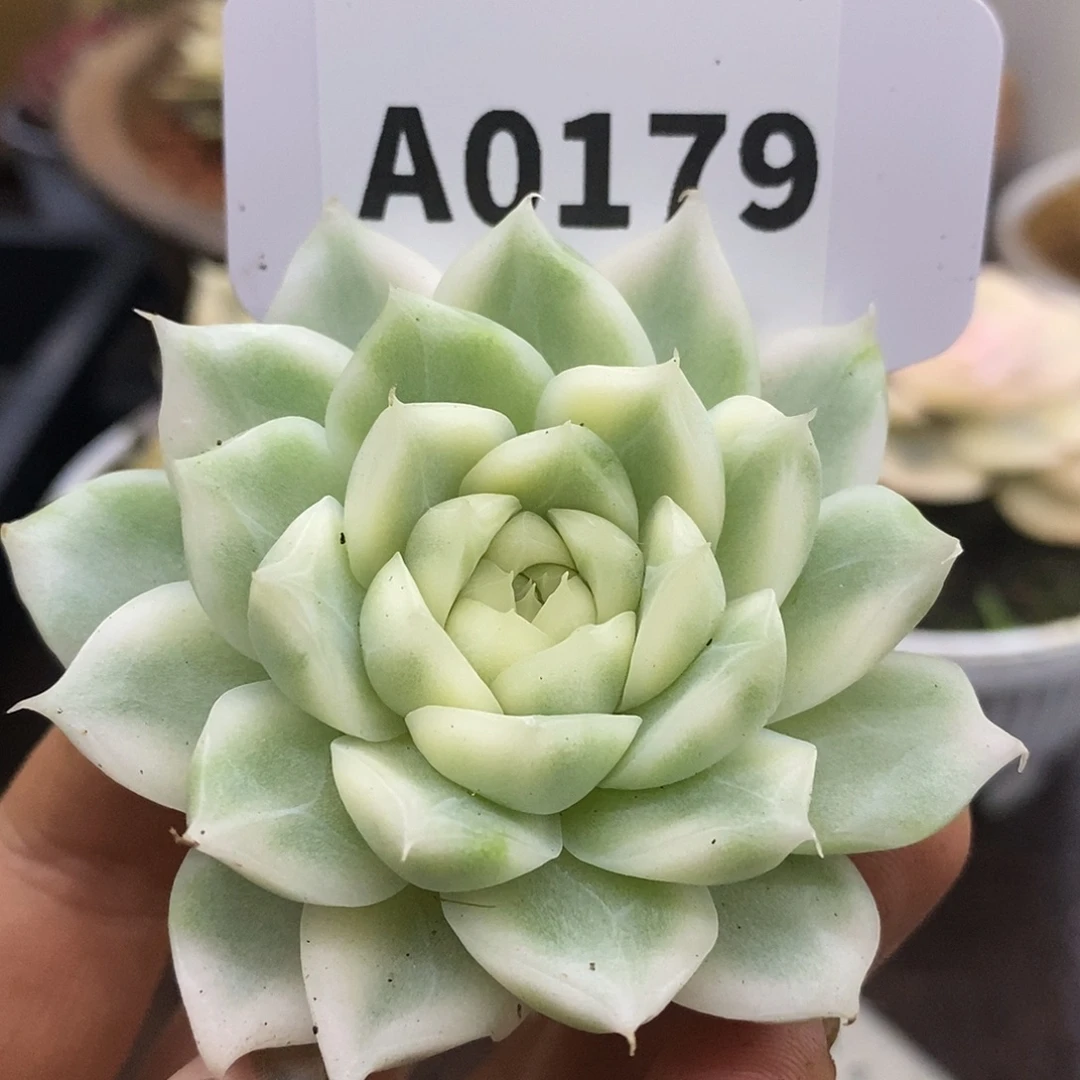 179麦秆头盖哈哈哈哈哈哈