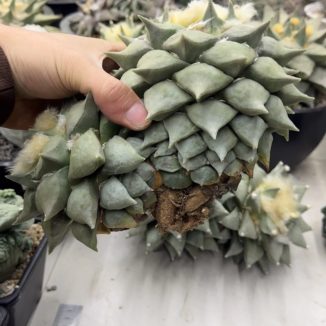 双头老桩岩牡丹仙人球