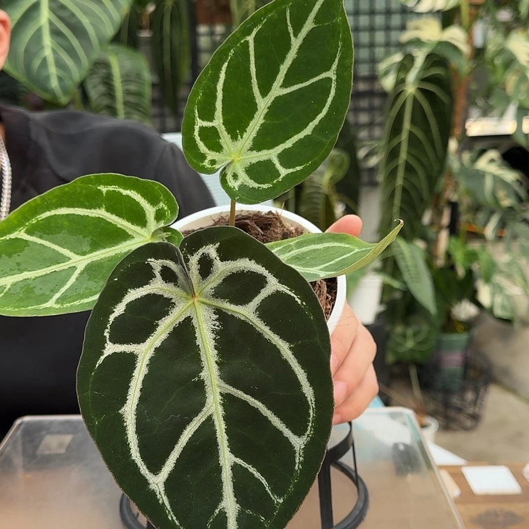 完全开放P112极致铜锣烧杂粉脉撕裂纹