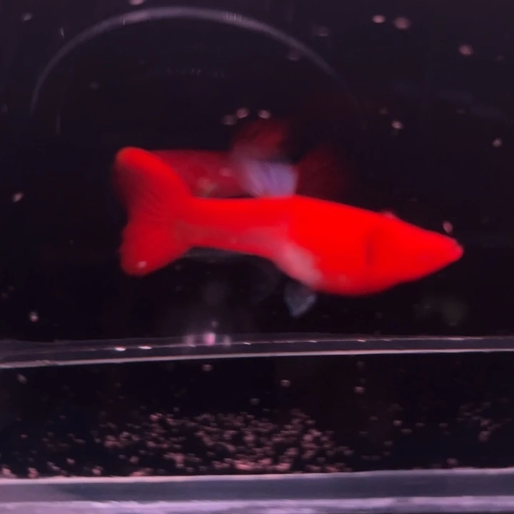 孔雀鱼延背红双粉水1对