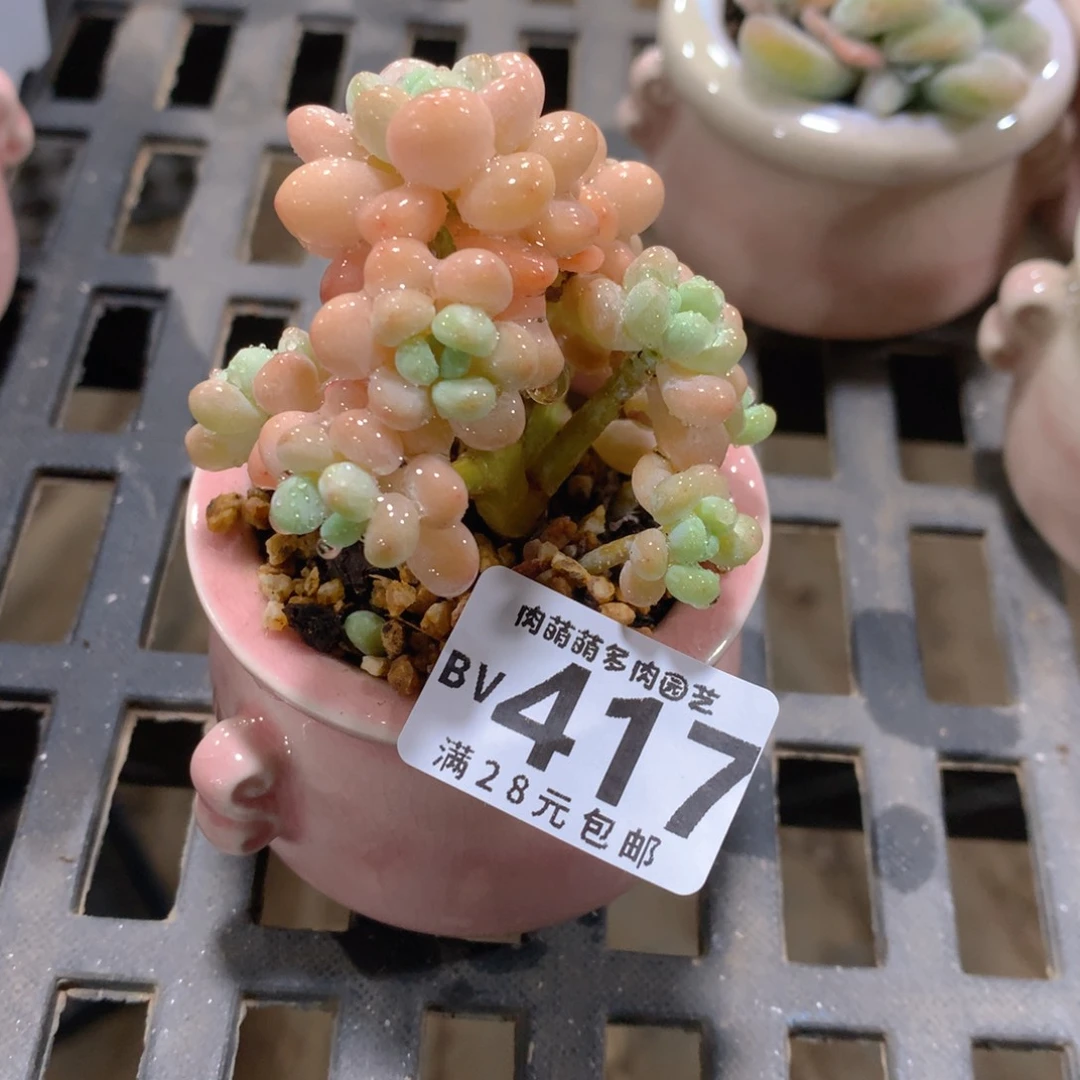 肉萌萌5cm拇指盆精控多肉BV417