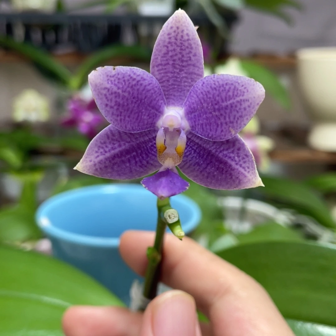 完全开放13叶瑕花期不保