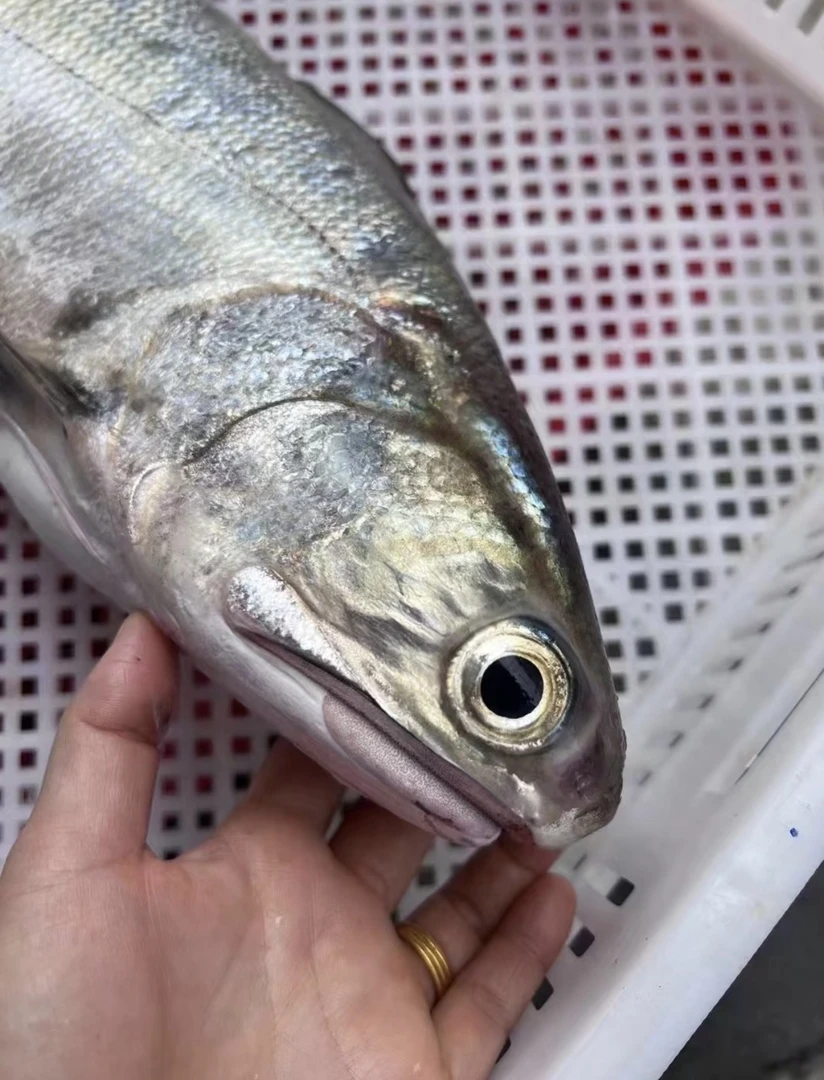 本港新鲜马友鱼 顺丰冷链送到家