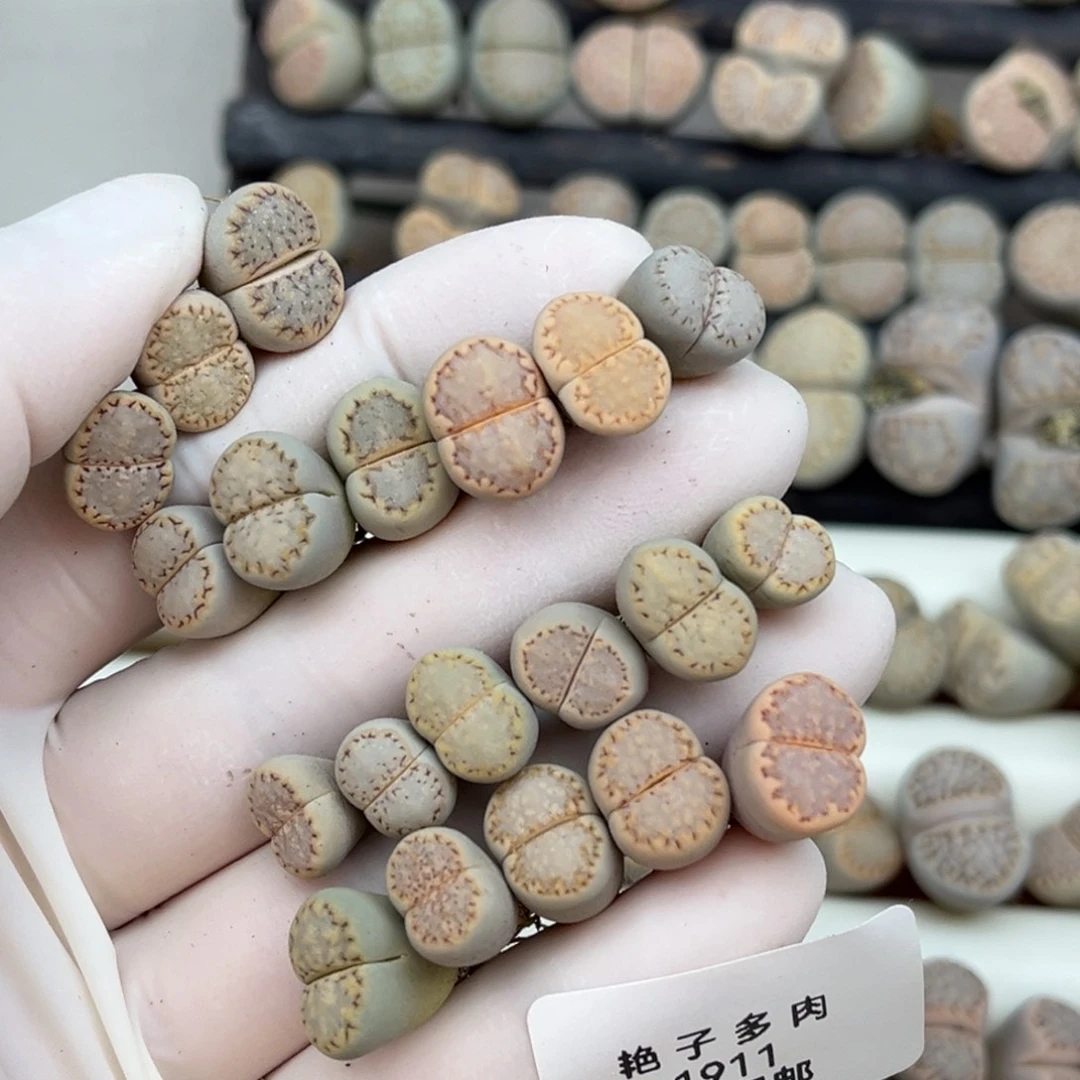 1911号一首二十颗饼干尺寸1厘米左右