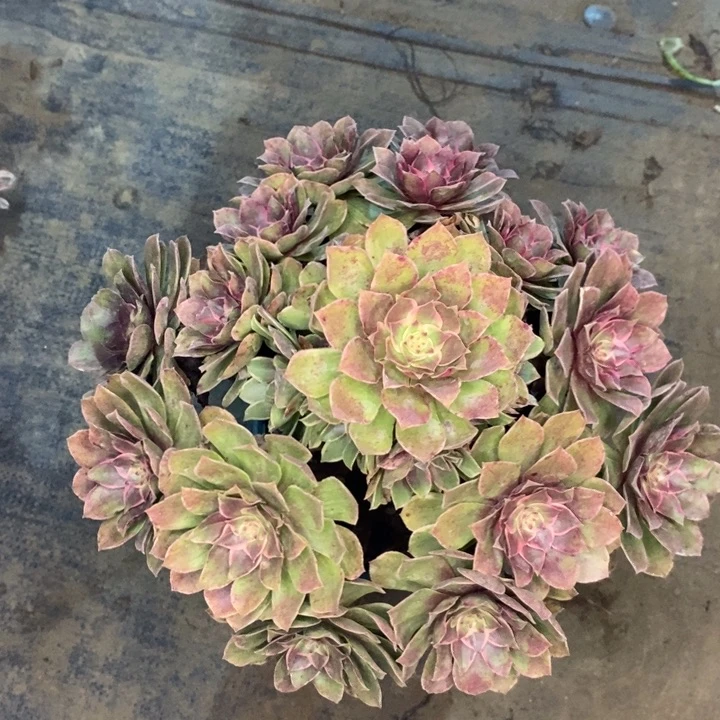 莲花座51多肉植物法师法师