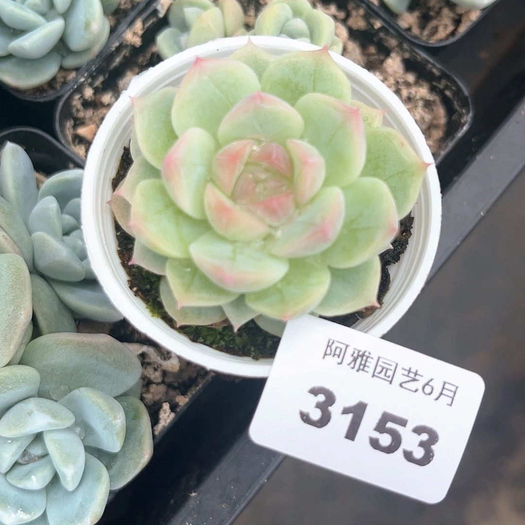 阿雅园艺。    3153