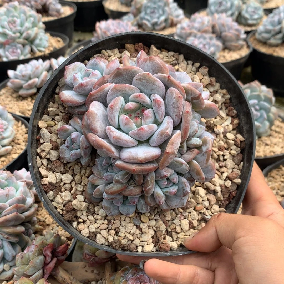 石榴籽小脸手捧群