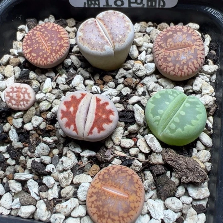 【闪购商品】 1085。