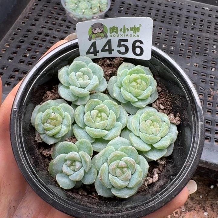 多肉植物多肉植物