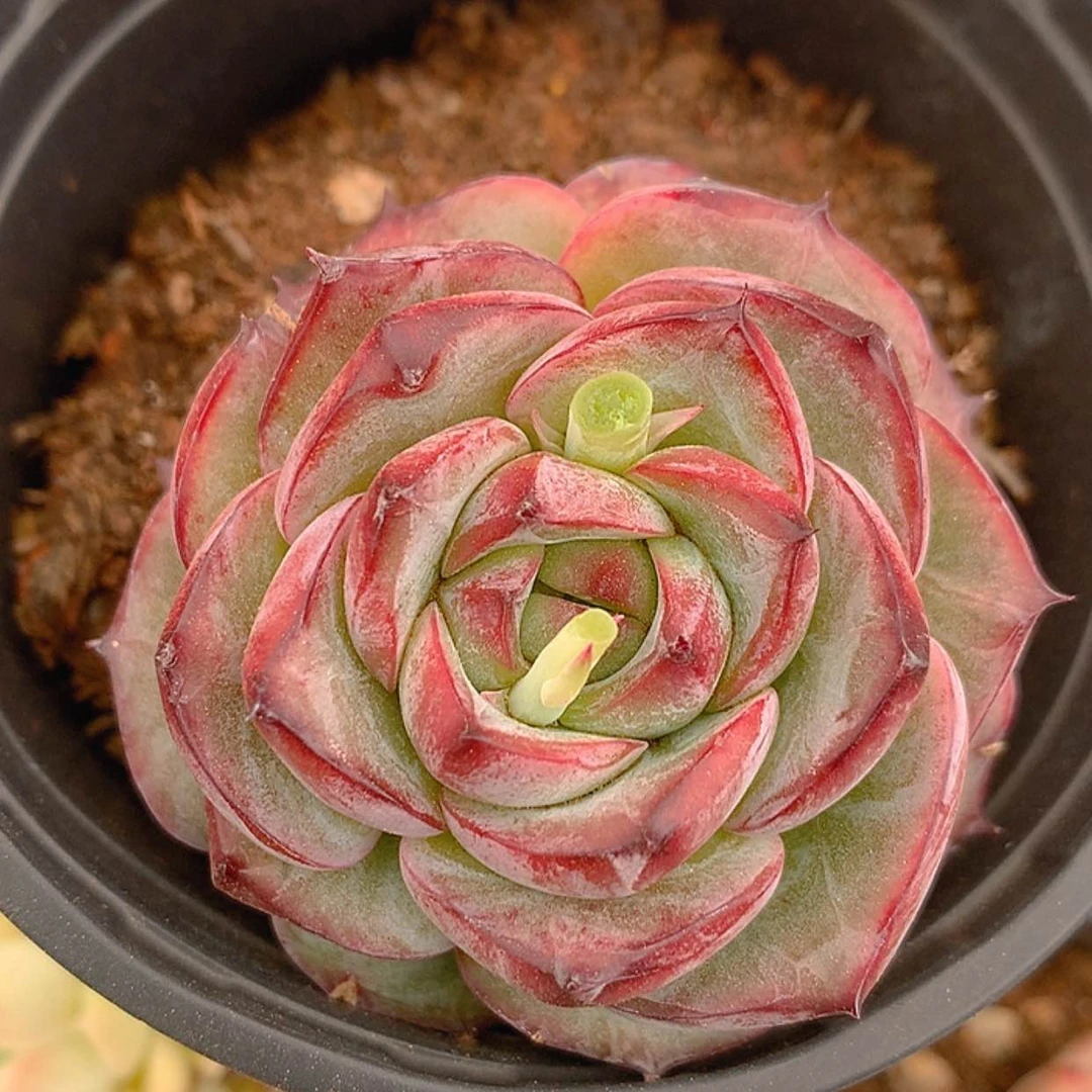 【闪购商品】有*云490