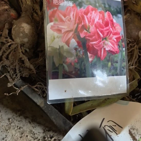当前无花栽培后可以开花艳丽孔雀4厘米裸根球