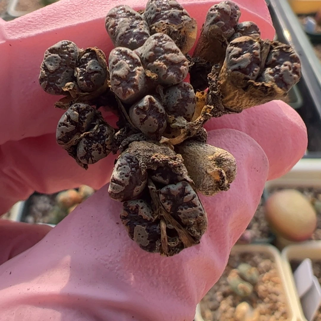 901 好看的多肉冲冲冲q