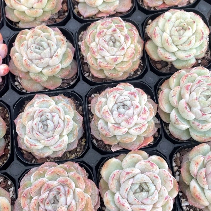 玛奇朵9.9一盆888888888