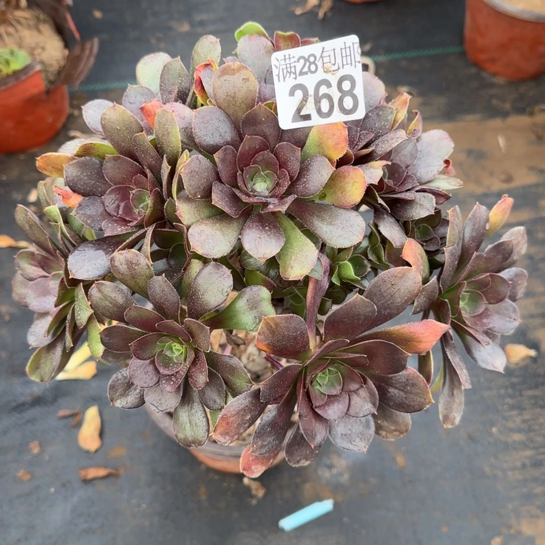 炫彩圆叶多肉268满28包邮断枝不包