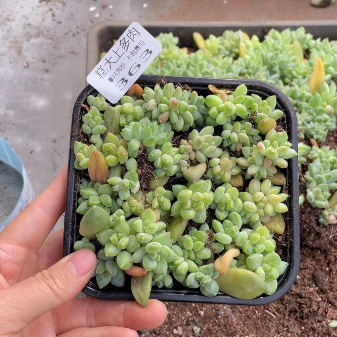 糕大上多肉植物363