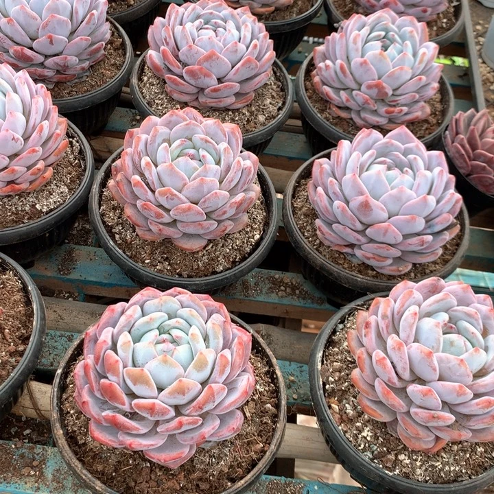 140杯精控老桩橙梦露带盆土两单包邮