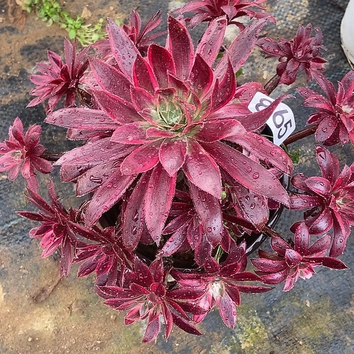 孔雀锦865多肉不包断