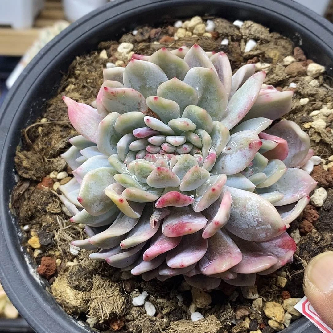 28136 橙梦露锦缀