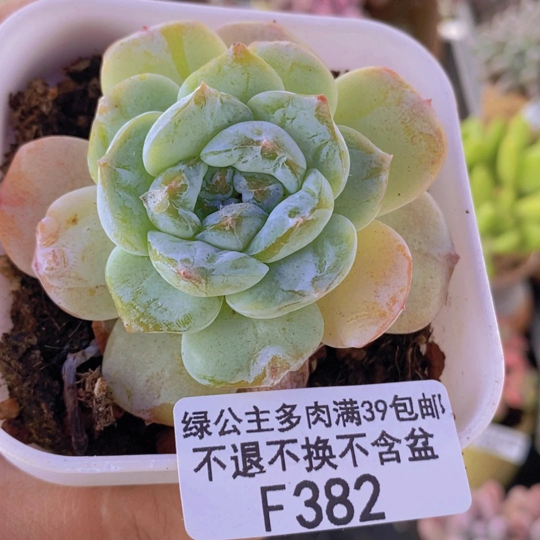 冰玉石化6cm382多肉植物