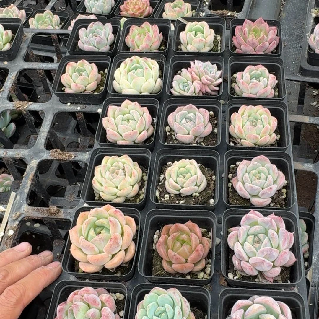 25-12左五珍妮二十颗量拍发货
