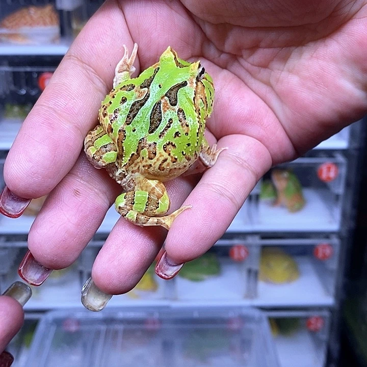 角蛙恭喜发财大吉大利