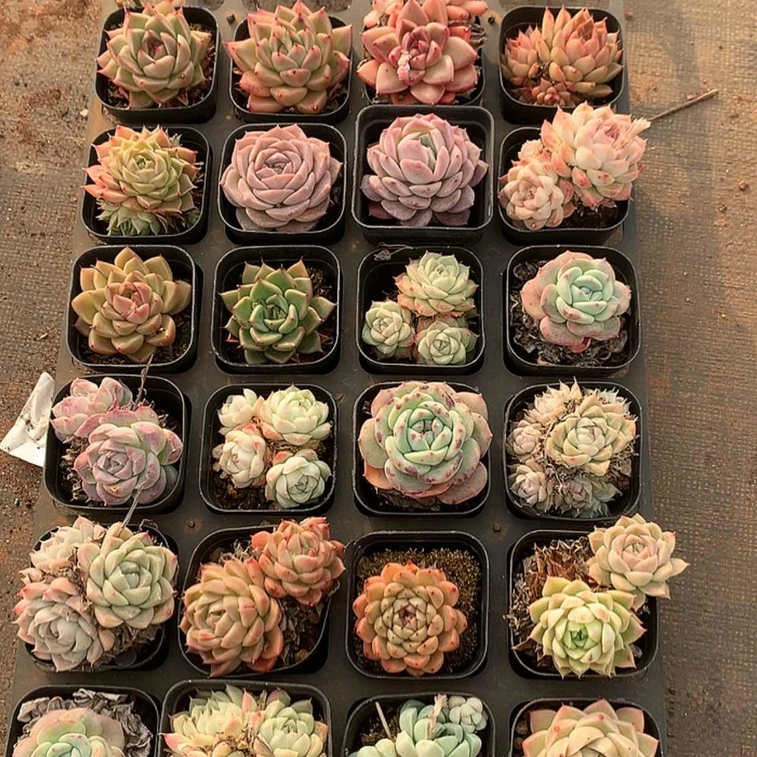 【闪购商品】云1022