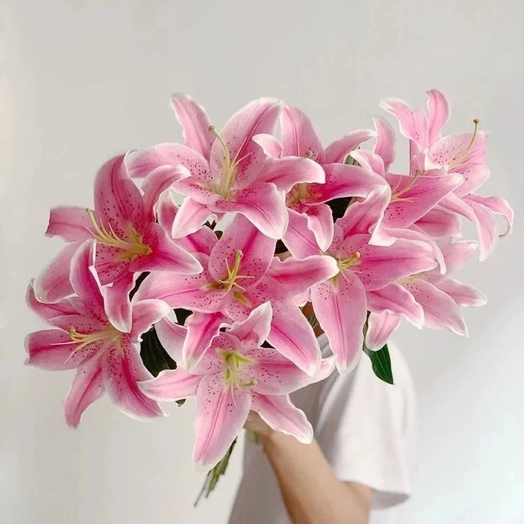 次日达-【索尔邦粉色香水百合】鲜花次日达今天拍明天到两单顺丰包邮送货上门生活鲜花家居插花源头基地现采