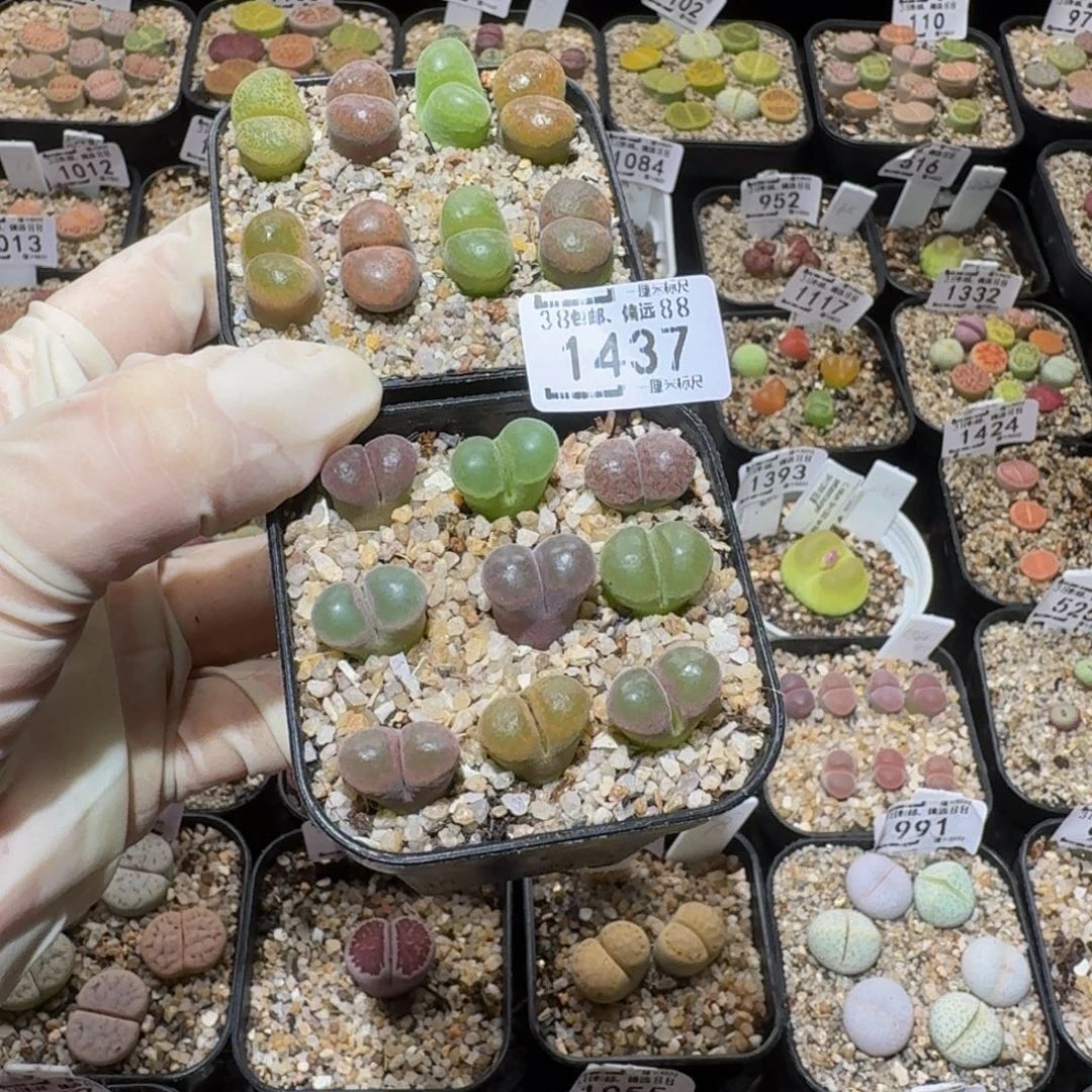 *****Ssss精品生石花1437