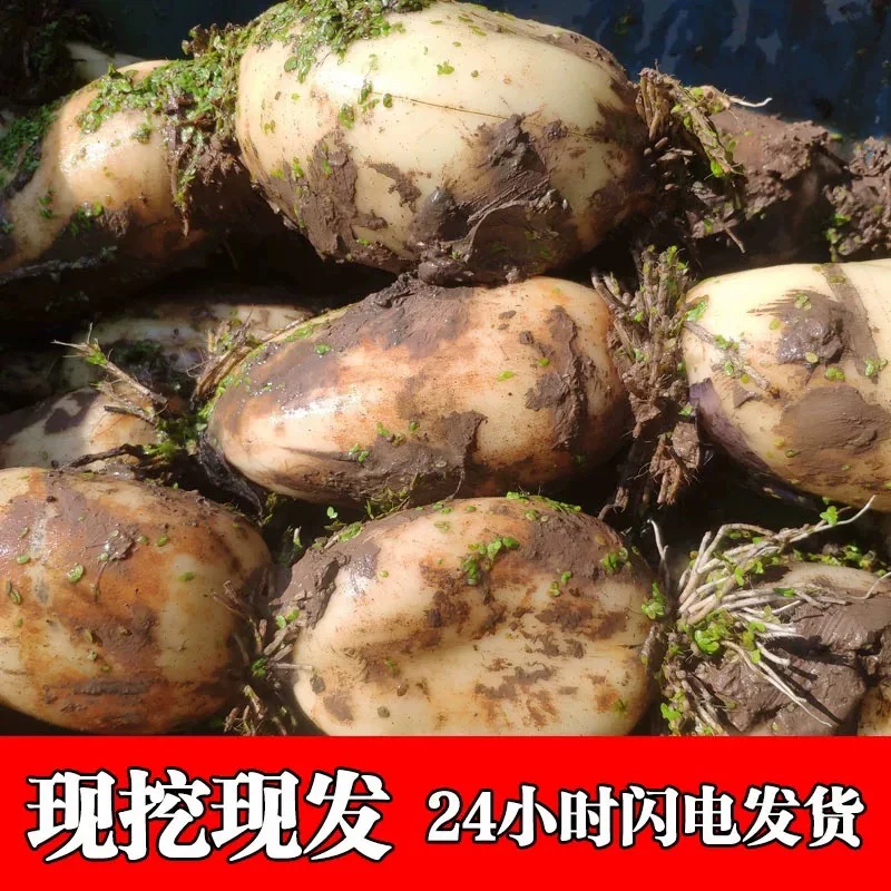 天津本地新鲜现挖脆藕清炒凉拌爽口嫩藕顺丰包邮