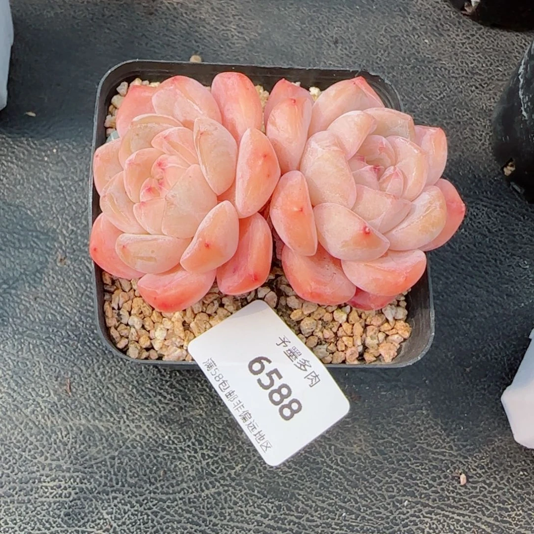 厚梦无砍，6588多肉